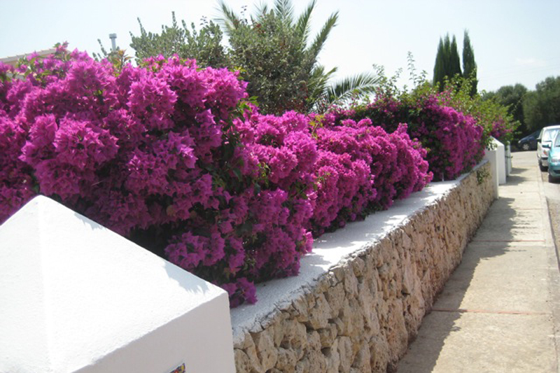 Menorca garden Landscaping